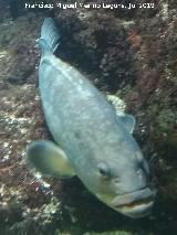 Pez Mero - Epinephelus marginatus. Santa Pola