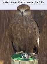 Granada Pájaro Milano negro - Milvus migrans. Granada