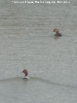 Pjaro Porrn - Aythya ferina. Laguna - Torredonjimeno