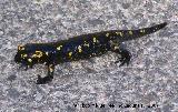 Segura Salamandra - Salamandra salamandra. Segura