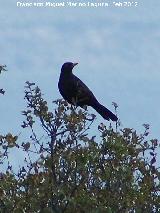 Fuente del Rosal - Navas de San Juan Pájaro Estornino negro - Sturnus unicolor. Fuente del Rosal - Navas de San Juan