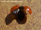 Mariquita de 7 puntos - Coccinella septempunctata. Los Villares