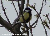Pjaro Carbonero - Parus major. Baeza