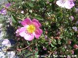 Escaramujo - Rosa canina. Los Villares