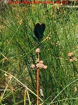 Liblula caballito del diablo - Calopteryx xanthostoma. Aguascebas Grande - Villacarrillo