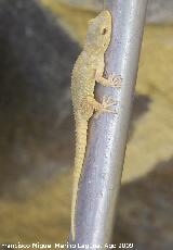 Salamanquesa - Tarentola mauritanica. Los Villares