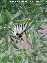 Mariposa podalirio - Iphiclides podalirius. El Berrueco - Torredelcampo
