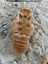 Cigarra - Lysristes plebejus. Muda. Cerro Cerrajn - Los Villares