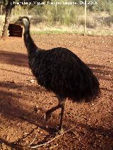Granja Escuela de Navas de San Juan Pájaro Emú - Dromaius novaehollandiae. Granja Escuela de Navas de San Juan