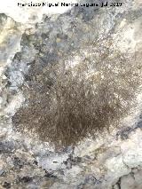 Opilio - Opilio parietinus. Colonia de opilios. Cueva de la Gota - Santa Pola