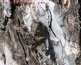 Mariposa banda acodada - Hipparchia alcyone. Segura