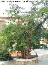 Falsa acacia - Robinia pseudoacacia. Falsa acacia del Cuarto Real de Santo Domingo - Granada