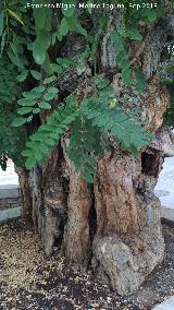 Falsa acacia del Cuarto Real de Santo Domingo - Granada Falsa acacia - Robinia pseudoacacia. Falsa acacia del Cuarto Real de Santo Domingo - Granada