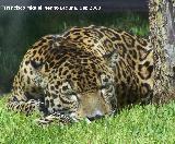 Jaguar - Pantera onca. Crdoba