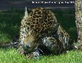 Jaguar - Pantera onca. Crdoba