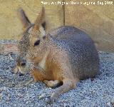 Córdoba Mara - Dolichotis patagonum. Córdoba