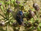 Moscarda azul - Calliphora vicina. Los Villares