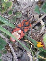 Chinche de campo - Spilostethus furcula. Cerro del Castillo - Montejcar