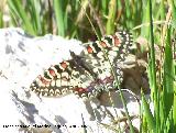 Jaén Mariposa arlequín - Zerynthia rumina. Jaén