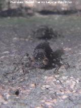 Larva de liblula - Sympetrum sp. Caada de las Hazadillas - Jan