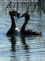 Pjaro Somormujo Lavanco - Podiceps cristatus. Cortejo de apareamiento. Laguna Grande - Baeza