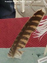 Pluma. Navas de San Juan Pájaro Cernícalo - Falco tinnunculus. Pluma. Navas de San Juan