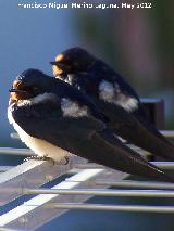 Los Villares Pájaro Golondrina - Hirundo rustica. Los Villares