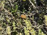Mariposa Vanesa de los cardos - Vanessa cardui. Torcal de Antequera