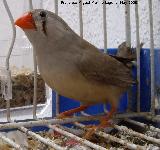 Navas de San Juan Pájaro Diamante Mandarín - Taeniopygia Guttata. Navas de San Juan