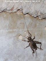 Canalización del Quiebrajano - Jaén Grillo doméstico - Acheta domesticus. Canalización del Quiebrajano - Jaén