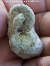 Bivalvo Rudista - Pseudotoucasia sp. Arroyo de los Anchos - Santiago Pontones