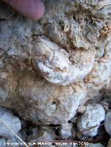 Bivalvo Rudista - Pseudotoucasia sp. Arroyo de los Anchos - Santiago Pontones