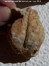 Bivalvo Glycimeris - Glicimeris sp. 