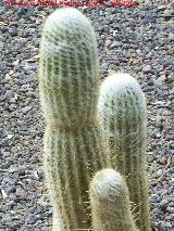 Cactus bola de algodn - Espostoa lanata. Tabernas