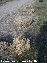 Barrilla - Salsola sp. Tabernas
