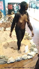 Australopithecus afarensis. Con las huellas de Laetoli. Paleomgina - Bedmar