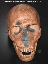 Homo neanderthalensis. Reproduccin del crneo de la Ferrasie 1. Descubierto en la Dordoa Francia en 1929