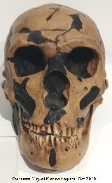Homo neanderthalensis. Reproduccin del crneo de la Ferrasie 1. Descubierto en la Dordoa Francia en 1929. Paleomgina - Bedmar