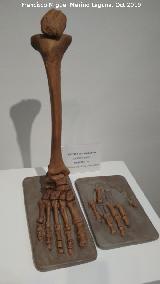 Homo neanderthalensis. Reproduccin de pie y mano neandertal. Descubiertas en Kii-Koba, Crimea, Ucrania. Paleomgina - Bedmar