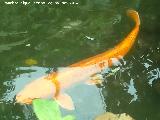 Parque de las Ciencias - Granada Pez Koi - Cyprinus carpio var. koi. Parque de las Ciencias - Granada