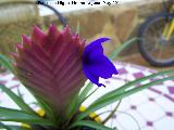 Flor. Los Villares Pluma de indio - Vriesea sp.. Flor. Los Villares