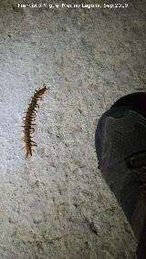 Escolopendra - Scolopendra cingulata. Tamao. El Contadero - Los Villares