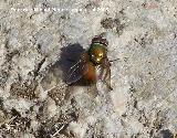 Mosca Rhynchomyia - Rhynchomyia sp. Segura de la Sierra
