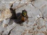 Mosca Rhynchomyia - Rhynchomyia sp. Segura de la Sierra