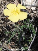 Cerro Montañes - Jaén Jarilla rastrera - Fumana baetica. Cerro Montañes - Jaén