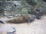 Pez Gobio - Gobius paganellus. Valencia