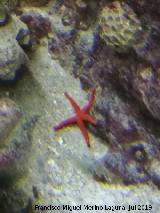 Estrella prpura - Ophidiaster ophidianus. Santa Pola