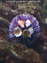 Erizo violceo - Sphaerechinus granularis. Santa Pola