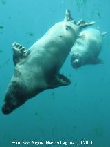 Valencia León marino - Otaria flavescens. Valencia