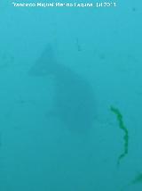 Valencia León marino - Otaria flavescens. Valencia